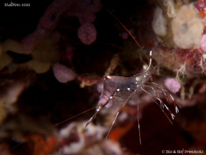 Dancing shrimp. by Stéphane Primatesta 